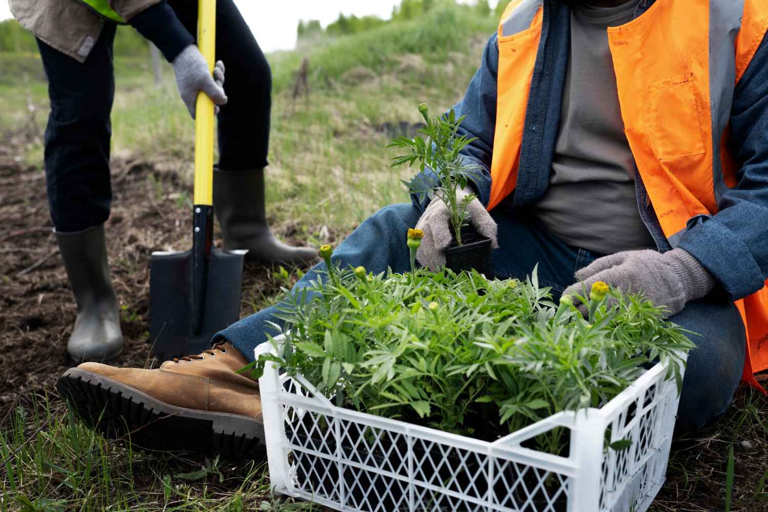 Allen Park, MI Tree Service Company